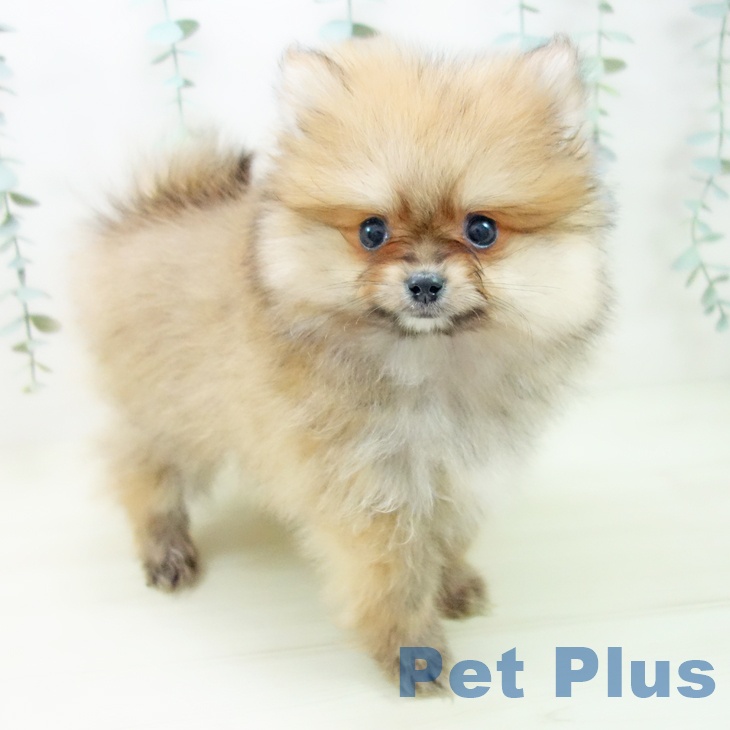 愛知県のポメラニアン (ペットプラス mozoワンダーシティ店/2025年11月6日生まれ/男の子/オレンジ)の子犬の2枚目の画像