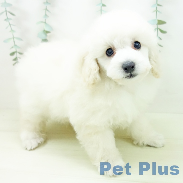 愛知県のトイプードル(トイ) (ペットプラス mozoワンダーシティ店/2025年11月5日生まれ/女の子/ホワイト)の子犬の1枚目の画像