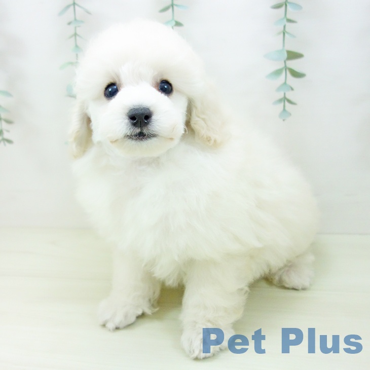 愛知県のトイプードル(トイ) (ペットプラス mozoワンダーシティ店/2025年11月5日生まれ/女の子/ホワイト)の子犬の2枚目の画像