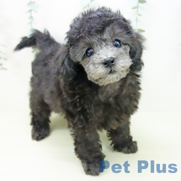 岐阜県のトイプードル(トイ) (ペットプラス 各務原店/2025年11月5日生まれ/女の子/シルバー)の子犬の1枚目の画像