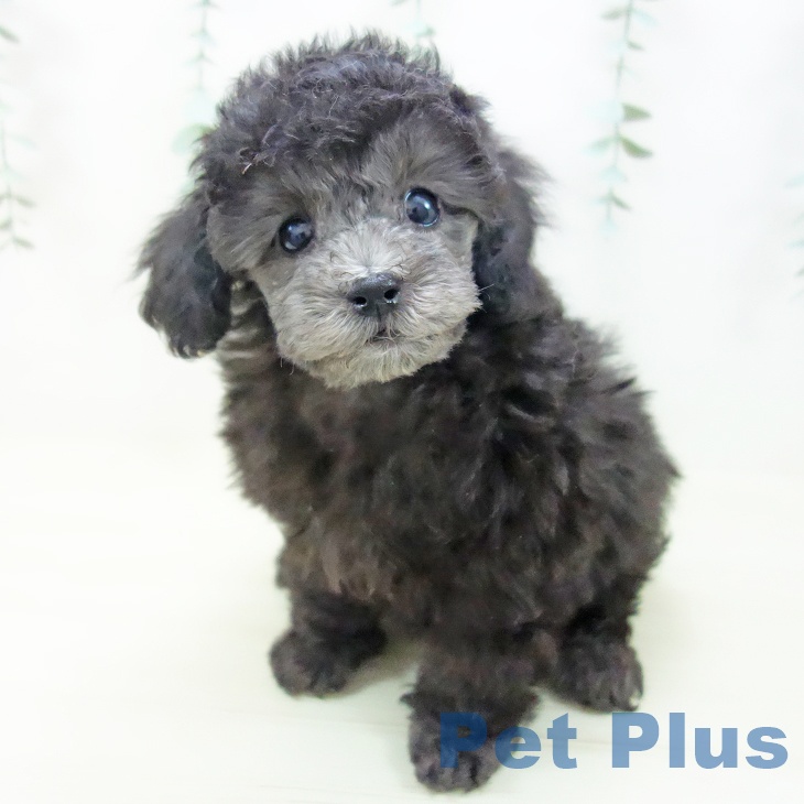 岐阜県のトイプードル(トイ) (ペットプラス 各務原店/2025年11月5日生まれ/女の子/シルバー)の子犬の2枚目の画像