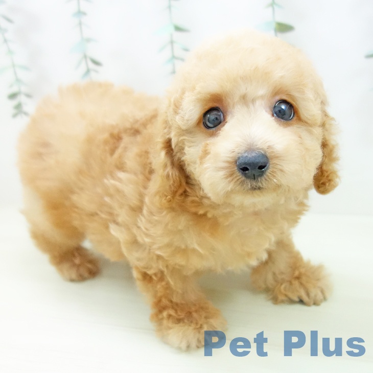 愛知県のトイプードル(トイ) (ペットプラス イオンモール豊川店/2025年11月4日生まれ/男の子/オレンジフォーン)の子犬の1枚目の画像