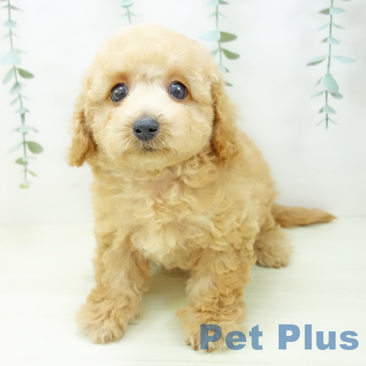 愛知県のトイプードル(トイ) (ペットプラス イオンモール豊川店/2025年11月4日生まれ/男の子/オレンジフォーン)の子犬の2枚目の画像