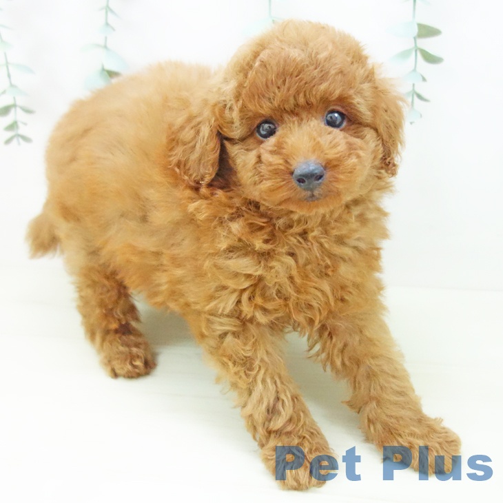 富山県のトイプードル(トイ) (ペットプラス 高岡店/2025年11月6日生まれ/男の子/レッド)の子犬の2枚目の画像