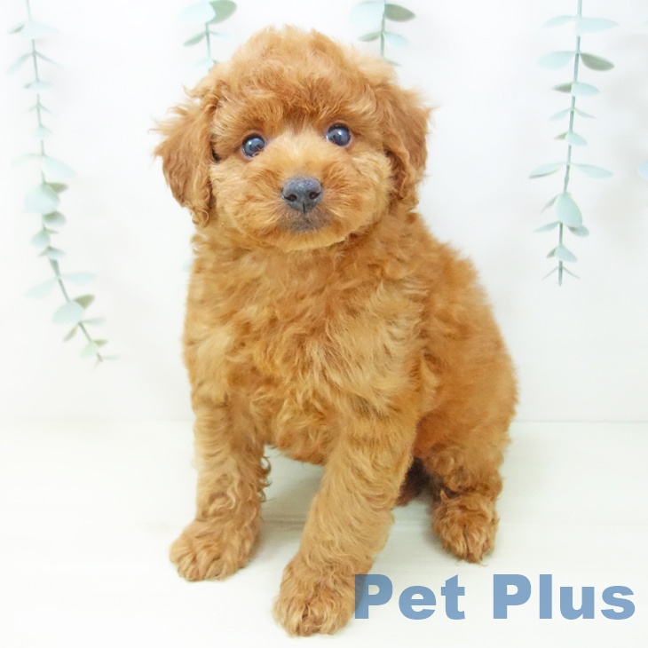 三重県のトイプードル(トイ) (ペットプラス 鈴鹿店/2025年11月6日生まれ/男の子/レッド)の子犬の1枚目の画像