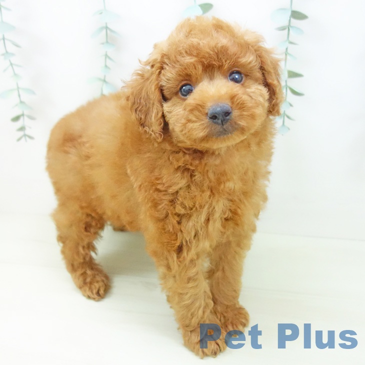 三重県のトイプードル(トイ) (ペットプラス 鈴鹿店/2025年11月6日生まれ/男の子/レッド)の子犬の2枚目の画像