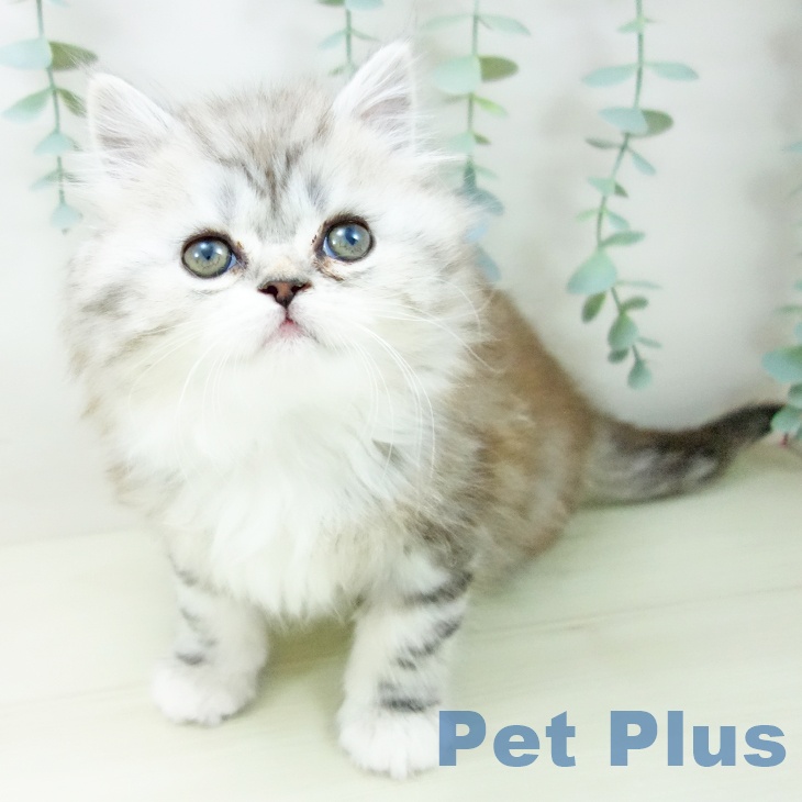 愛知県のサイベリアン (ペットプラス ナゴヤドーム前店/2025年11月5日生まれ/男の子/シルバータビーホワイト)の子猫の1枚目の画像