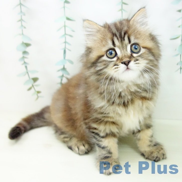 愛知県のサイベリアン (ペットプラス mozoワンダーシティ店/2025年11月5日生まれ/女の子/ブラウンパッチドタビー)の子猫の1枚目の画像