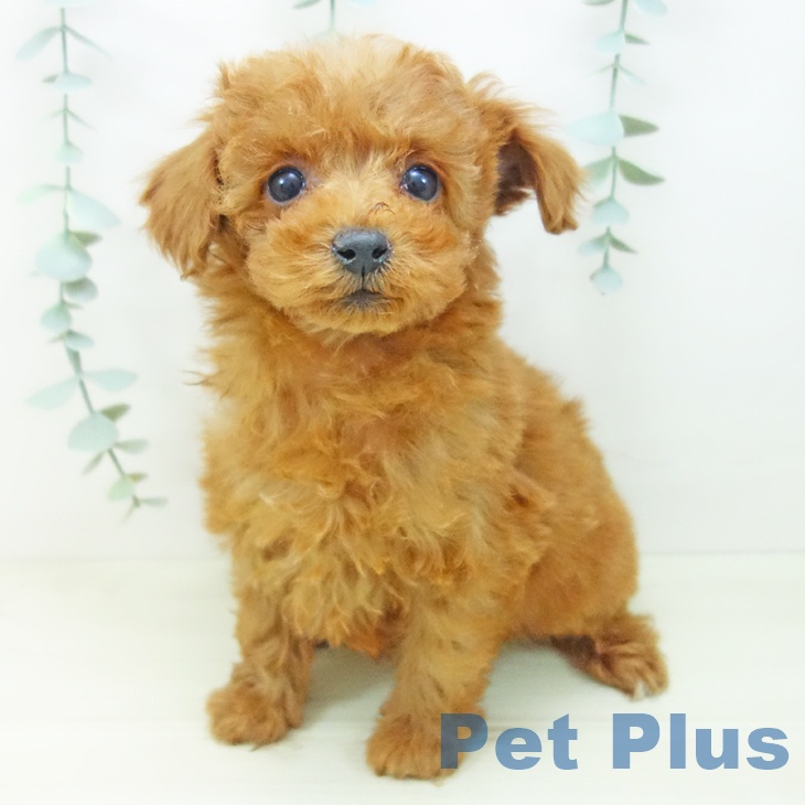 愛知県のトイプードル(トイ) (ペットプラス 名古屋茶屋店/2025年11月4日生まれ/女の子/レッド)の子犬の1枚目の画像