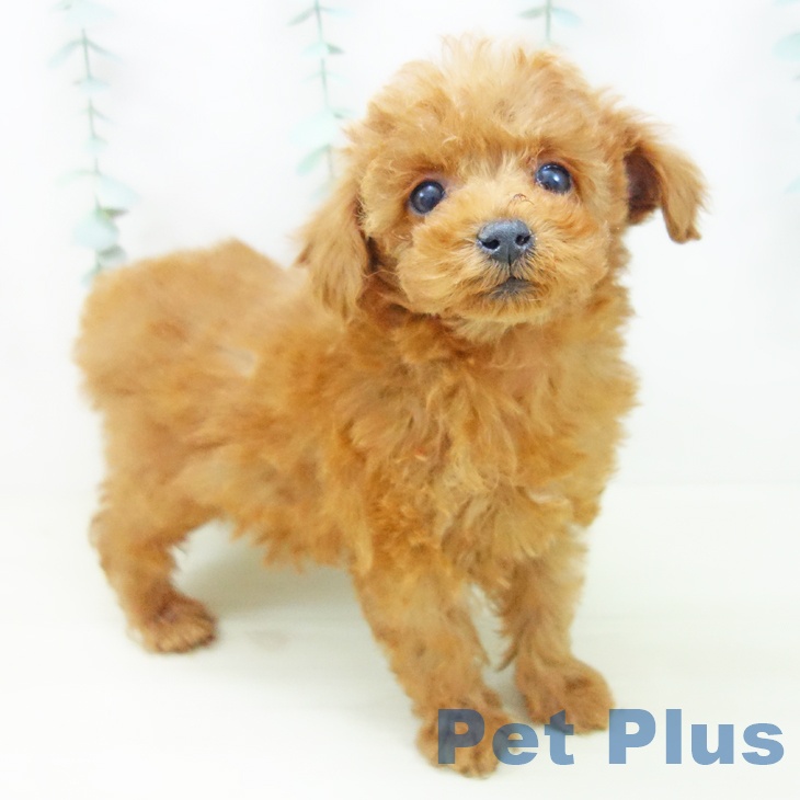 愛知県のトイプードル(トイ) (ペットプラス 名古屋茶屋店/2025年11月4日生まれ/女の子/レッド)の子犬の2枚目の画像