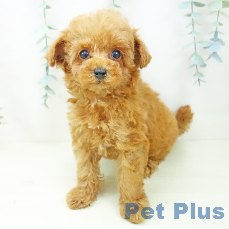 愛知県のトイプードル(トイ) (ペットプラス mozoワンダーシティ店/2025年11月4日生まれ/女の子/レッド)の子犬の2枚目の画像