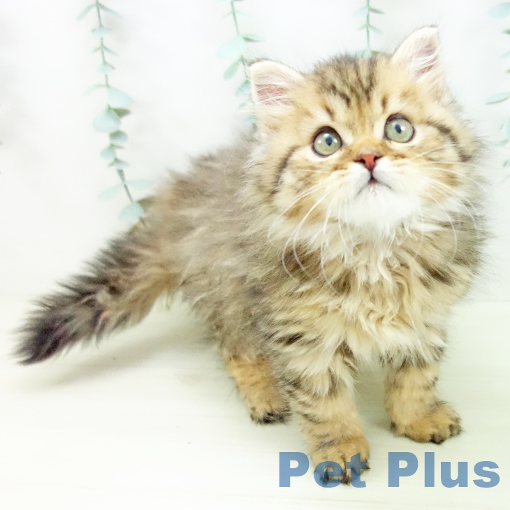 石川県のスコティッシュフォールド (ペットプラス 白山店/2025年10月20日生まれ/男の子/ブラウンタビー)の子猫