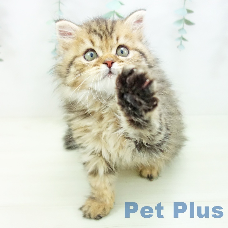 石川県のスコティッシュフォールド (ペットプラス 白山店/2025年10月20日生まれ/男の子/ブラウンタビー)の子猫の2枚目の画像