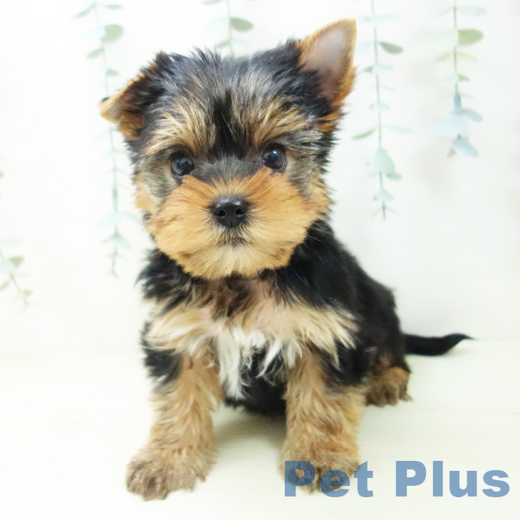 愛知県のヨークシャーテリア (ペットプラス mozoワンダーシティ店/2025年11月5日生まれ/男の子/スチールブルータン)の子犬の1枚目の画像