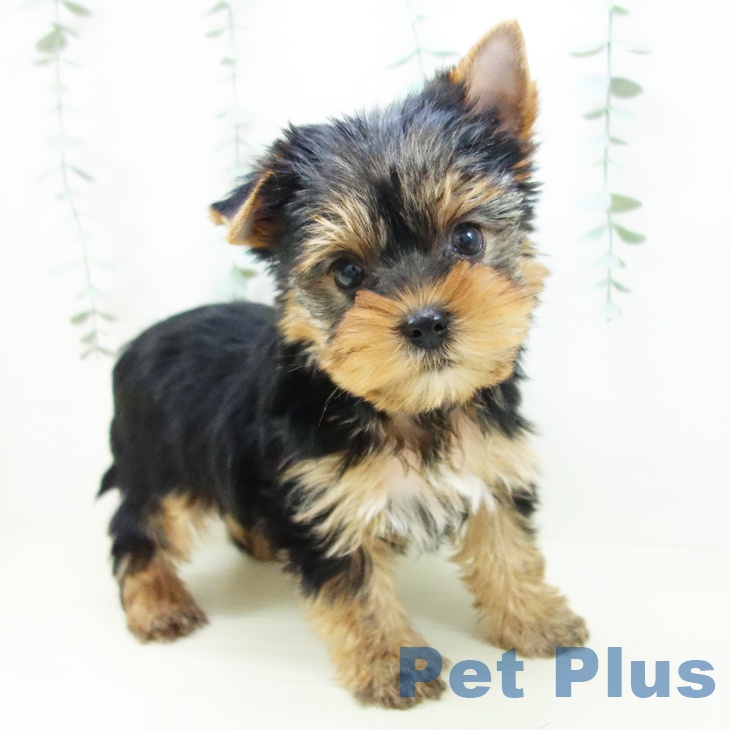 愛知県のヨークシャーテリア (ペットプラス mozoワンダーシティ店/2025年11月5日生まれ/男の子/スチールブルータン)の子犬の2枚目の画像