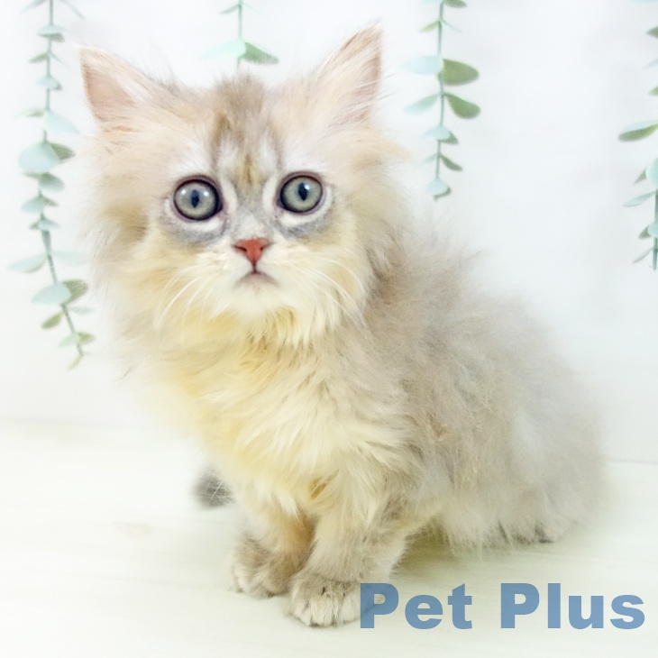 福井県のマンチカン (ペットプラス 福井店/2025年10月30日生まれ/男の子/ブルータビー)の子猫の1枚目の画像