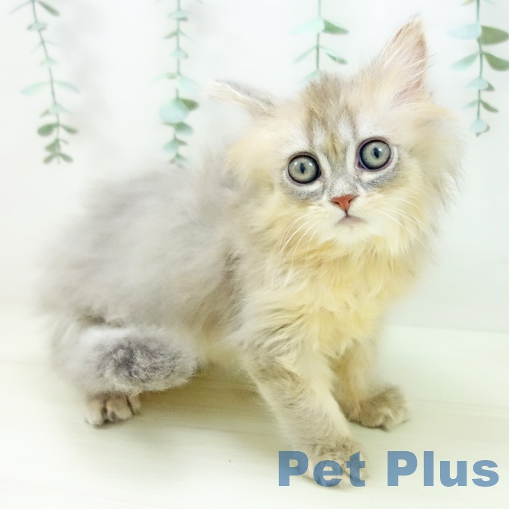 福井県のマンチカン (ペットプラス 福井店/2025年10月30日生まれ/男の子/ブルータビー)の子猫の2枚目の画像