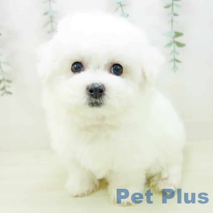 京都府のビションフリーゼ (ペットプラス イオンモールKYOTO店/2025年11月7日生まれ/男の子/ホワイト)の子犬の2枚目の画像