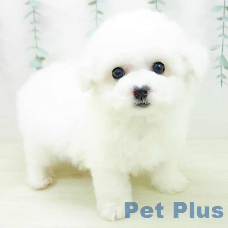 京都府のビションフリーゼ (ペットプラス 京都桂川店/2025年11月7日生まれ/男の子/ホワイト)の子犬の1枚目の画像