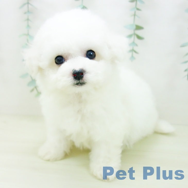 京都府のビションフリーゼ (ペットプラス 京都桂川店/2025年11月7日生まれ/男の子/ホワイト)の子犬の2枚目の画像