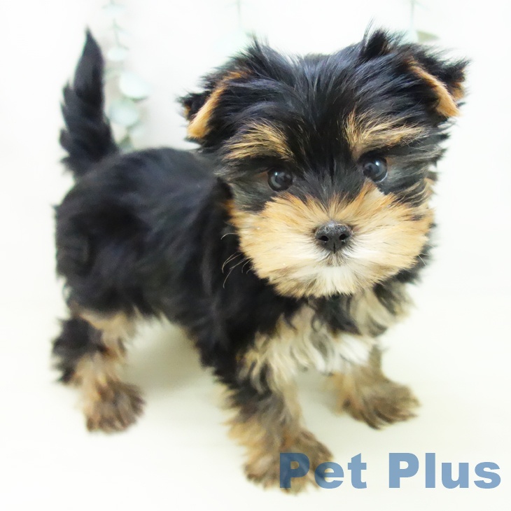 岐阜県のヨークシャーテリア (ペットプラス 各務原店/2025年11月5日生まれ/男の子/スチールブルータン)の子犬の1枚目の画像