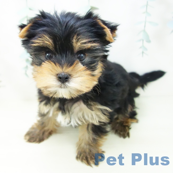 岐阜県のヨークシャーテリア (ペットプラス 各務原店/2025年11月5日生まれ/男の子/スチールブルータン)の子犬の2枚目の画像