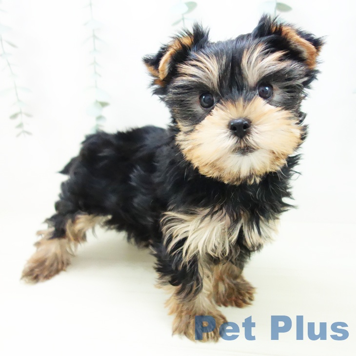 富山県のヨークシャーテリア (ペットプラス 高岡店/2025年11月5日生まれ/女の子/スチールブルータン)の子犬の1枚目の画像