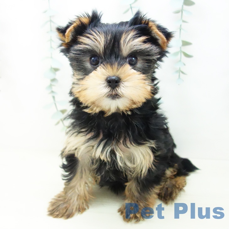 富山県のヨークシャーテリア (ペットプラス 高岡店/2025年11月5日生まれ/女の子/スチールブルータン)の子犬の2枚目の画像