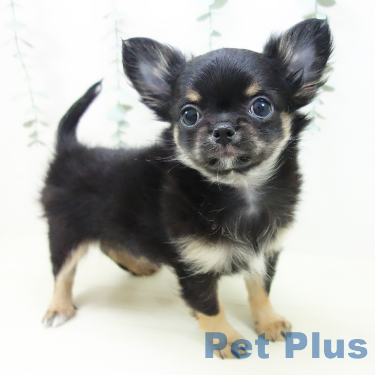 岐阜県のチワワ(ロング) (ペットプラス 各務原店/2025年11月5日生まれ/男の子/ブラックタン)の子犬の1枚目の画像