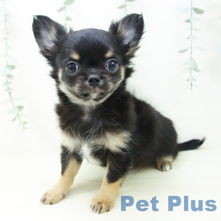 岐阜県のチワワ(ロング) (ペットプラス 各務原店/2025年11月5日生まれ/男の子/ブラックタン)の子犬の2枚目の画像