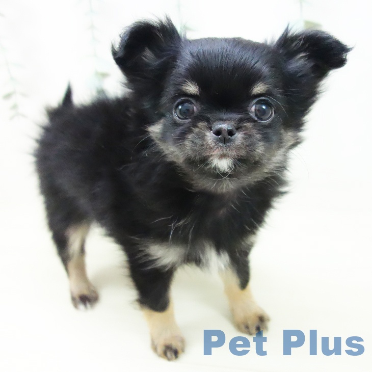 三重県のチワワ(ロング) (ペットプラス 鈴鹿店/2025年11月5日生まれ/女の子/ブラックタン)の子犬の1枚目の画像