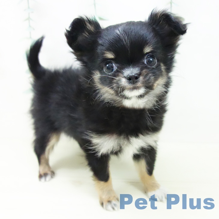 三重県のチワワ(ロング) (ペットプラス 東員店/2025年11月5日生まれ/女の子/ブラックタンホワイト)の子犬の1枚目の画像