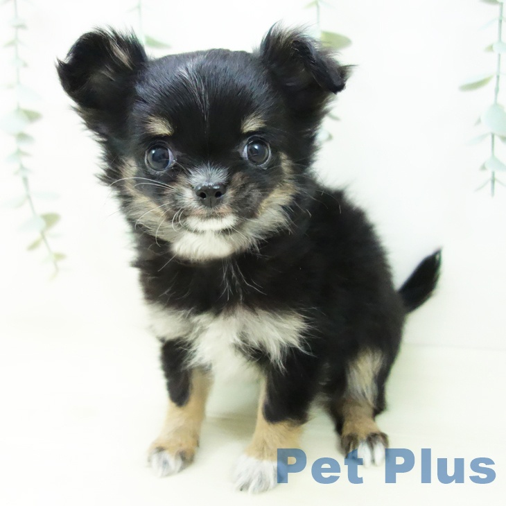三重県のチワワ(ロング) (ペットプラス 東員店/2025年11月5日生まれ/女の子/ブラックタンホワイト)の子犬の2枚目の画像