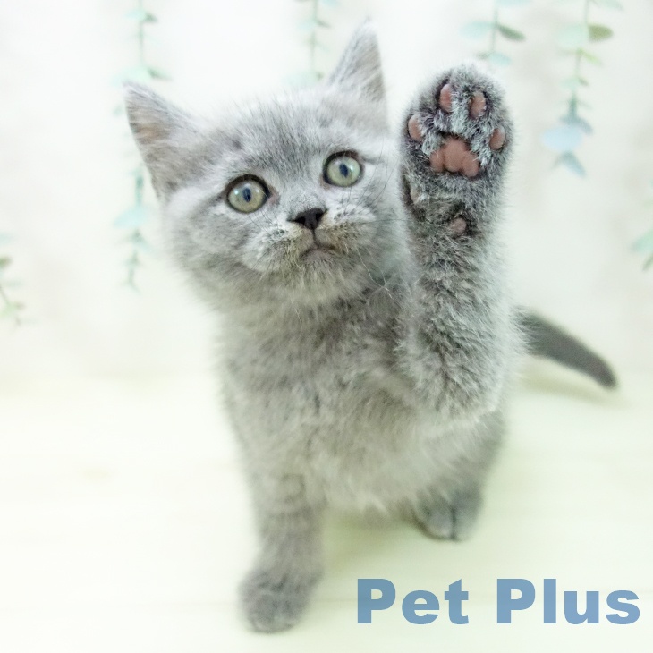 三重県のブリティッシュショートヘアー (ペットプラス 鈴鹿店/2025年11月6日生まれ/男の子/ブルー)の子猫の1枚目の画像