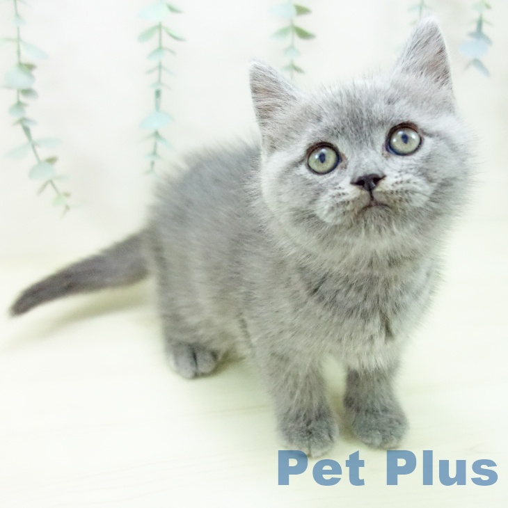 三重県のブリティッシュショートヘアー (ペットプラス 鈴鹿店/2025年11月6日生まれ/男の子/ブルー)の子猫の2枚目の画像