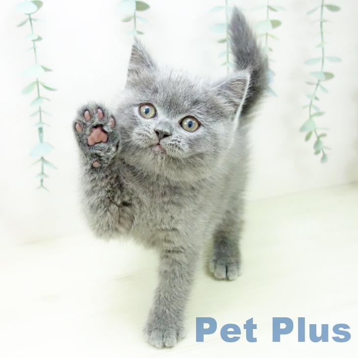 愛知県のブリティッシュショートヘアー (ペットプラス ナゴヤドーム前店/2025年11月6日生まれ/男の子/ブルー)の子猫の1枚目の画像
