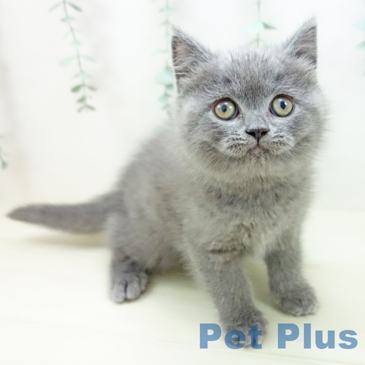 愛知県のブリティッシュショートヘアー (ペットプラス ナゴヤドーム前店/2025年11月6日生まれ/男の子/ブルー)の子猫の2枚目の画像