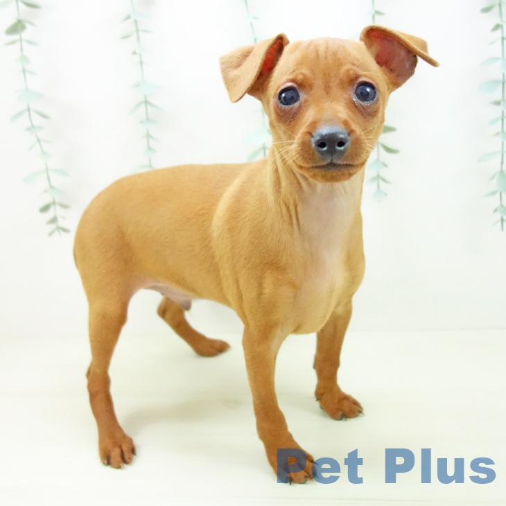京都府のミニチュアピンシャー (ペットプラス 久御山店/2025年11月3日生まれ/男の子/レッド)の子犬の1枚目の画像
