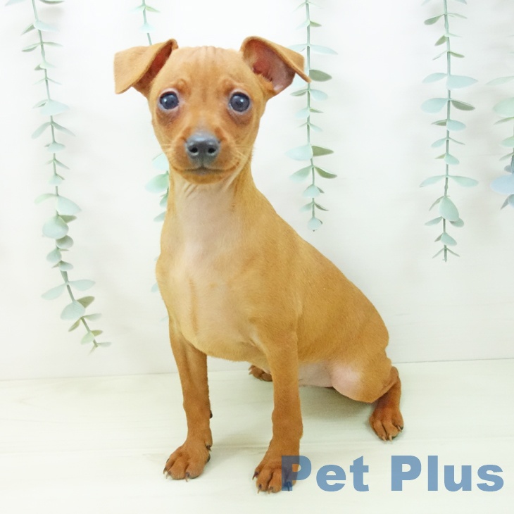 京都府のミニチュアピンシャー (ペットプラス 久御山店/2025年11月3日生まれ/男の子/レッド)の子犬の2枚目の画像