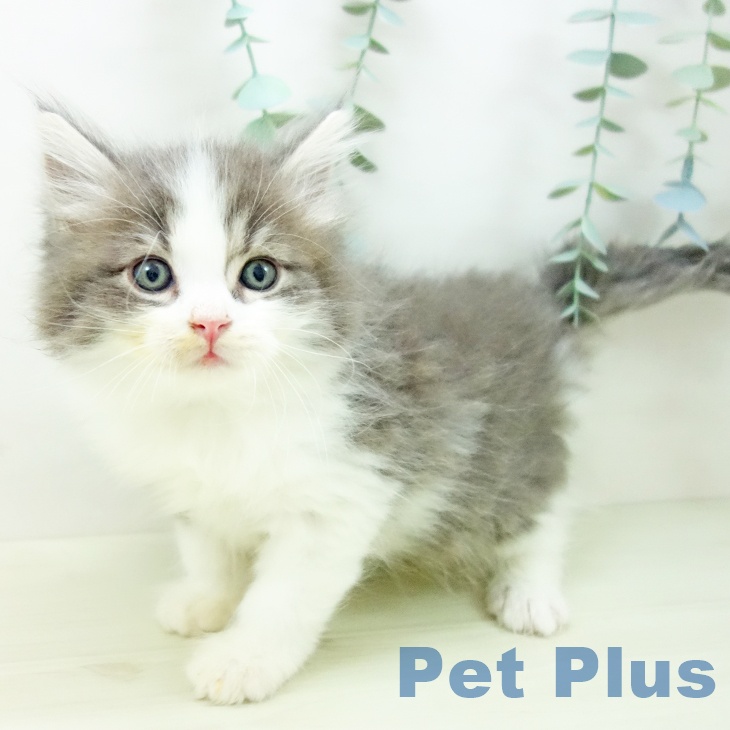 富山県のサイベリアン (ペットプラス 高岡店/2025年10月28日生まれ/男の子/ブルータビーホワイト)の子猫の1枚目の画像