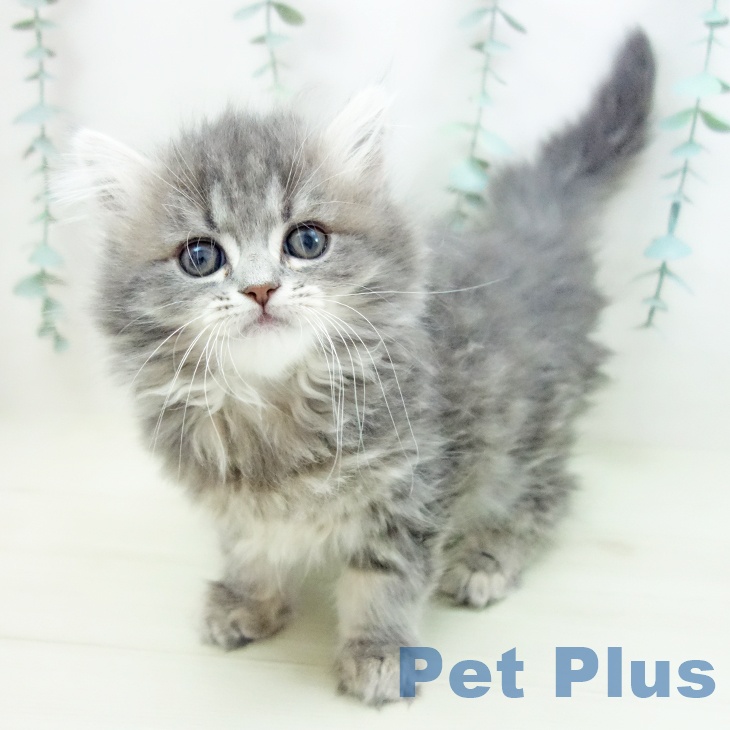 愛知県のサイベリアン (ペットプラス 則武新町店/2025年10月25日生まれ/女の子/ブルータビー)の子猫の1枚目の画像