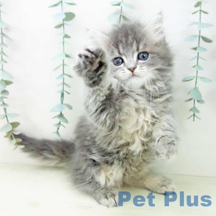 愛知県のサイベリアン (ペットプラス 則武新町店/2025年10月25日生まれ/女の子/ブルータビー)の子猫の2枚目の画像