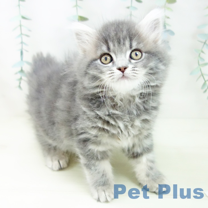 愛知県のサイベリアン (ペットプラス ナゴヤドーム前店/2025年10月25日生まれ/女の子/ブルータビー)の子猫の1枚目の画像
