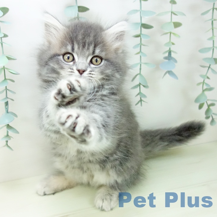愛知県のサイベリアン (ペットプラス ナゴヤドーム前店/2025年10月25日生まれ/女の子/ブルータビー)の子猫の2枚目の画像