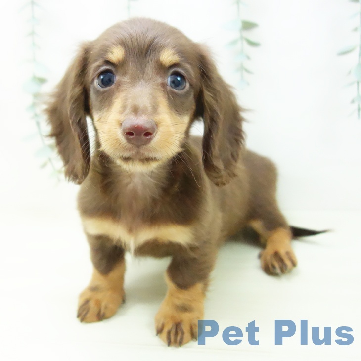 大阪府のミニチュアダックスフンド(ロング) (ペットプラス 四條畷店/2025年11月7日生まれ/男の子/チョコレートタン)の子犬の1枚目の画像