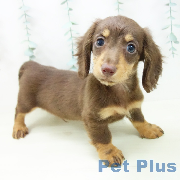 大阪府のミニチュアダックスフンド(ロング) (ペットプラス 四條畷店/2025年11月7日生まれ/男の子/チョコレートタン)の子犬の2枚目の画像