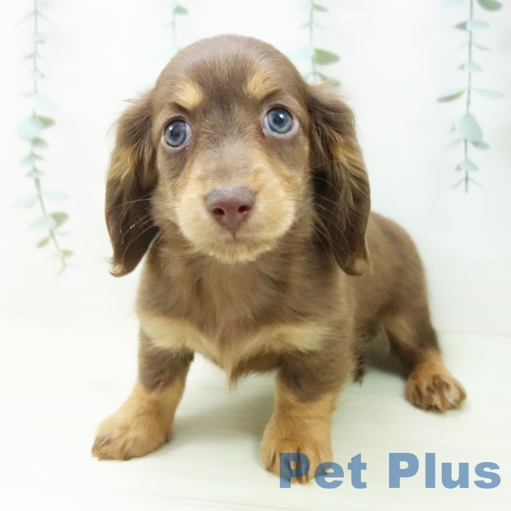 大阪府のミニチュアダックスフンド(ロング) (ペットプラス りんくう泉南店/2025年11月7日生まれ/男の子/チョコレートタン)の子犬の2枚目の画像