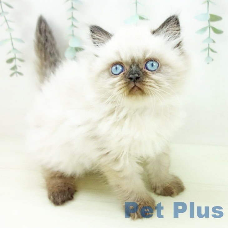 愛知県のヒマラヤン (ペットプラス ナゴヤドーム前店/2025年11月7日生まれ/男の子/シールポイント)の子猫の1枚目の画像