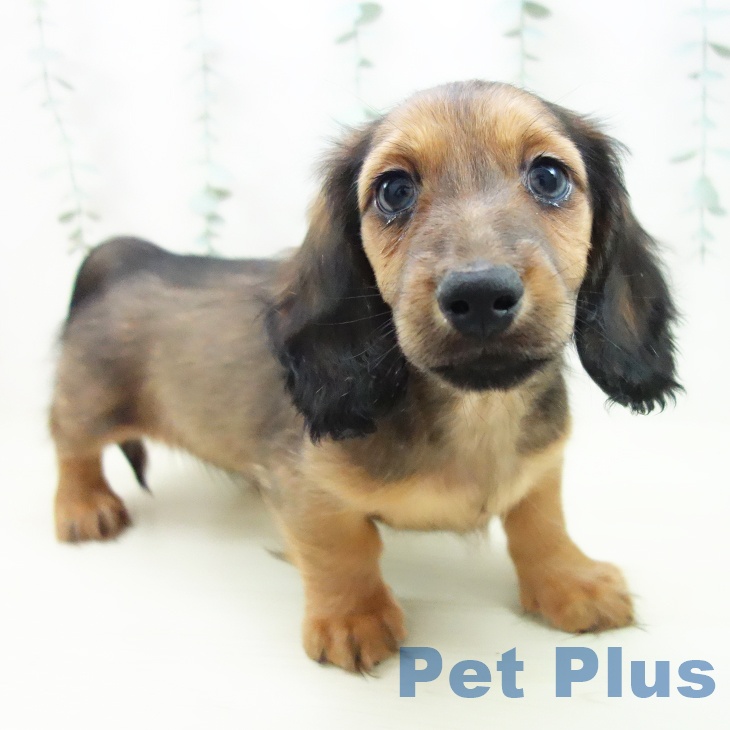 京都府のミニチュアダックスフンド(ロング) (ペットプラス 久御山店/2025年11月7日生まれ/男の子/シェーデットレッド)の子犬の1枚目の画像