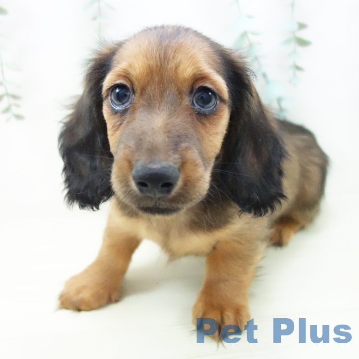 京都府のミニチュアダックスフンド(ロング) (ペットプラス 久御山店/2025年11月7日生まれ/男の子/シェーデットレッド)の子犬の2枚目の画像